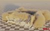 Blender破碎爆炸烟雾碎片插件RBDLab v1.6.3