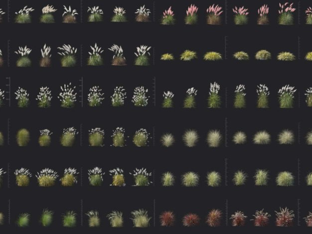 Maxtree公司室内观赏草芒草喷泉草花园草丛景观植物3D模型Plant Models Vol 139