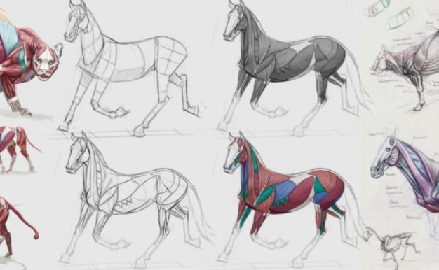PS动物解剖分解绘画系统教程 CGMA – Animal Drawing with Shannon Beaumont