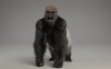 大猩猩贴图毛发骨骼绑定动画3D模型 VFX Grace – Silverback Gorilla (Blender/OBJ格式)