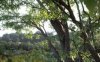 3DS MAX 100组高质量植物树木3D模型 Evermotion – Archmodels for Corona vol.1