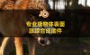 AE专业级物体表面跟踪合成插件 Aescripts Lockdown v3.1.6 Win